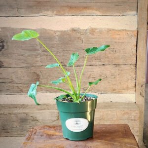 Xanadu Philodendron with glossy deeply lobed green foliage in nursery pot – exact plant from Rare Root Plant Co.