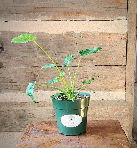 Xanadu Philodendron with glossy deeply lobed green foliage in nursery pot – exact plant from Rare Root Plant Co.