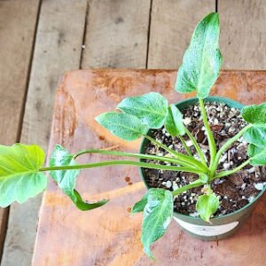 Close-up of Xanadu Philodendron showing deeply divided glossy green leaves – exact plant available from Rare Root Plant Co.
