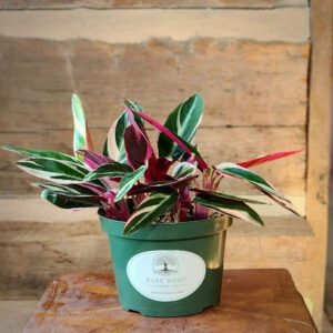 Tricolor Prayer Plant with deep green leaves, bright red veins and lime green markings – exact plant from Rare Root Plant Co.