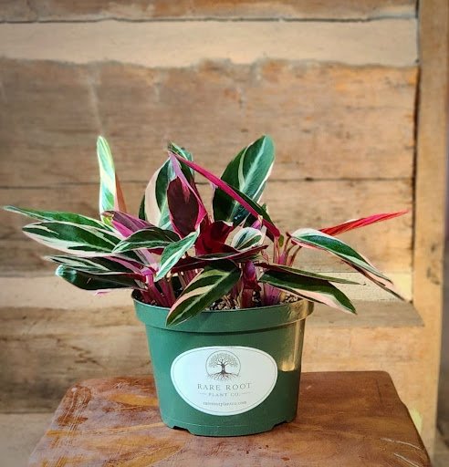 Tricolor Prayer Plant with deep green leaves, bright red veins and lime green markings – exact plant from Rare Root Plant Co.