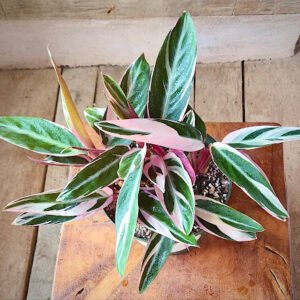 Close-up of Tricolor Prayer Plant showing red-veined patterned foliage – exact plant available from Rare Root Plant Co.