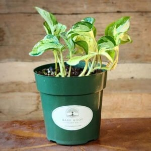 Manjula Pothos with broad heart-shaped leaves marbled in cream, white and green – exact plant from Rare Root Plant Co.