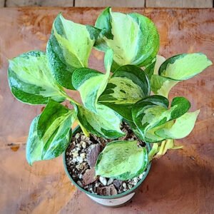 Close-up of Manjula Pothos showing cream, white and green variegated foliage – exact plant available from Rare Root Plant Co.