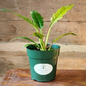 Philodendron Ring of Fire with elongated toothed leaves and colorful green cream yellow and orange variegation – exact plant from Rare Root Plant Co.
