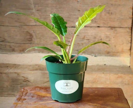 Philodendron Ring of Fire with elongated toothed leaves and colorful green cream yellow and orange variegation – exact plant from Rare Root Plant Co.