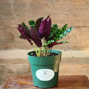 Rattlesnake Plant with long rippled green leaves, dark green markings and purple undersides – exact plant from Rare Root Plant Co.