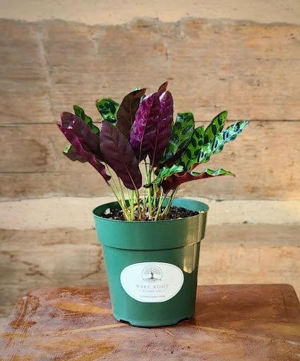 Rattlesnake Plant with long rippled green leaves, dark green markings and purple undersides – exact plant from Rare Root Plant Co.
