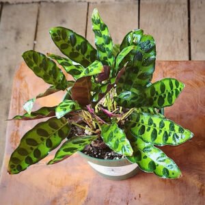 Close-up of Rattlesnake Plant showing distinctive dark green leaf pattern and rippled foliage – exact plant available from Rare Root Plant Co.