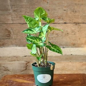 Arrowhead Plant with fresh green arrow-shaped leaves in nursery pot – exact plant from Rare Root Plant Co.