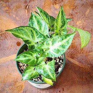 Close-up of Arrowhead Plant showing distinctive green arrow-shaped foliage – exact plant available from Rare Root Plant Co.