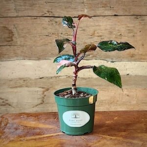Philodendron Pink Princess with dark green foliage and natural pink variegation – exact plant from Rare Root Plant Co.