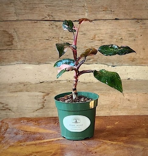Philodendron Pink Princess with dark green foliage and natural pink variegation – exact plant from Rare Root Plant Co.