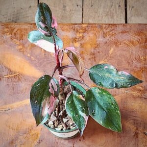 Close-up of Philodendron Pink Princess showing pink variegation across deep green foliage – exact plant available from Rare Root Plant Co.