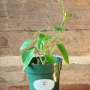 Silver Sword Philodendron with silvery blue-green elongated foliage in nursery pot – exact plant from Rare Root Plant Co.