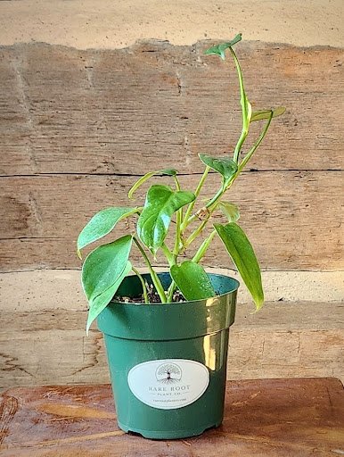 Silver Sword Philodendron with silvery blue-green elongated foliage in nursery pot – exact plant from Rare Root Plant Co.
