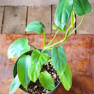 Close-up of Silver Sword Philodendron showing metallic silver-blue foliage – exact plant available from Rare Root Plant Co.