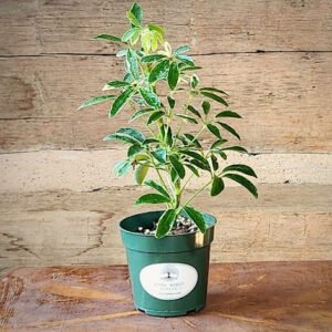 Variegated Dwarf Umbrella Tree with glossy green and creamy yellow umbrella-shaped foliage – exact plant from Rare Root Plant Co.