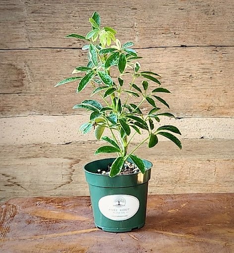 Variegated Dwarf Umbrella Tree with glossy green and creamy yellow umbrella-shaped foliage – exact plant from Rare Root Plant Co.