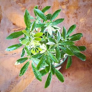 Close-up of Variegated Dwarf Umbrella Tree showing green and creamy yellow variegated leaflets – exact plant available from Rare Root Plant Co.
