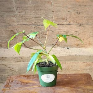 Philodendron Florida Beauty with deeply lobed green foliage and cream and yellow variegation – exact plant from Rare Root Plant Co.