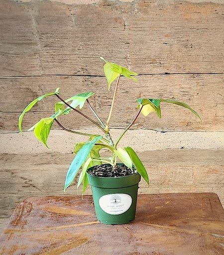 Philodendron Florida Beauty with deeply lobed green foliage and cream and yellow variegation – exact plant from Rare Root Plant Co.