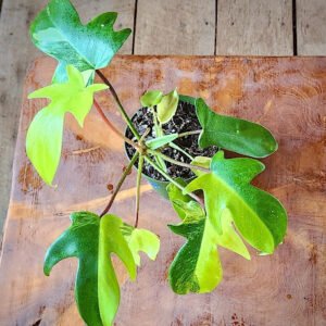 Close-up of Philodendron Florida Beauty showing cream yellow and green variegated lobed foliage – exact plant available from Rare Root Plant Co.