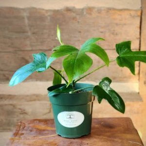 Philodendron Florida with distinctive deeply lobed green leaves in nursery pot – exact plant from Rare Root Plant Co.