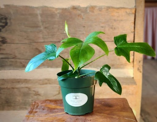 Philodendron Florida with distinctive deeply lobed green leaves in nursery pot – exact plant from Rare Root Plant Co.