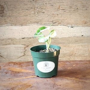 Manjula Pothos with broad heart-shaped leaves marbled in cream, white and green – exact plant from Rare Root Plant Co.