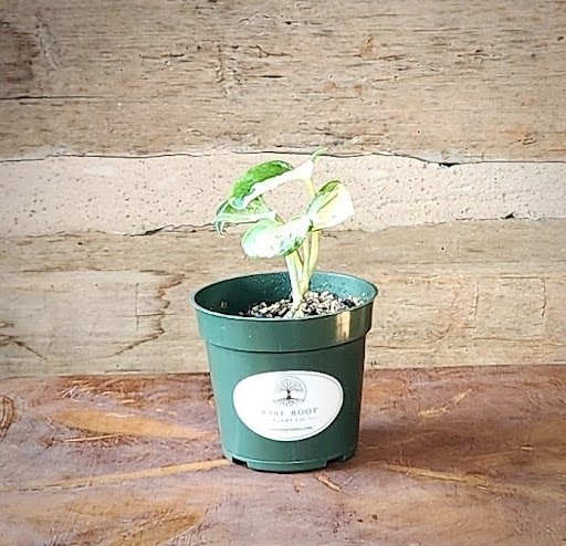 Manjula Pothos with broad heart-shaped leaves marbled in cream, white and green – exact plant from Rare Root Plant Co.