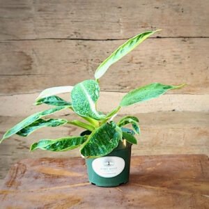 Variegated Jose Buono Philodendron with large green leaves splashed with cream and pale green – exact plant from Rare Root Plant Co.
