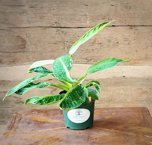 Variegated Jose Buono Philodendron with large green leaves splashed with cream and pale green – exact plant from Rare Root Plant Co.