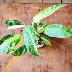 Close-up of Variegated Jose Buono Philodendron showing cream and green variegated foliage – exact plant available from Rare Root Plant Co.