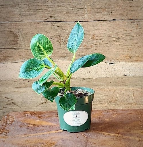 Birkin Philodendron with glossy green leaves and creamy white pinstriped variegation in nursery pot – exact plant from Rare Root Plant Co.