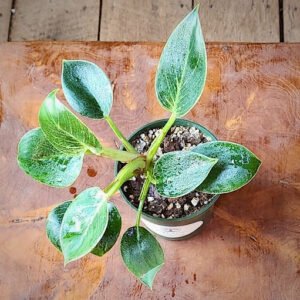 Close-up of Birkin Philodendron showing fine cream and white pinstriping on glossy green foliage β exact plant available from Rare Root Plant Co.
