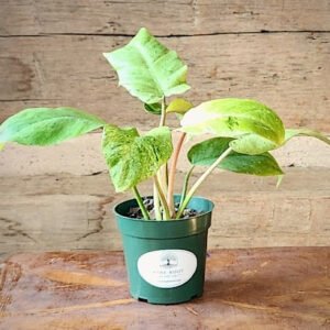 Snowdrift Philodendron with pale cream mint and silvery green mottled foliage – exact plant from Rare Root Plant Co.