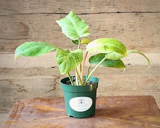 Snowdrift Philodendron with pale cream mint and silvery green mottled foliage – exact plant from Rare Root Plant Co.