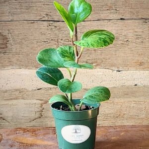 Peperomia Marble with thick glossy green cream and pale yellow variegated leaves – exact plant from Rare Root Plant Co.