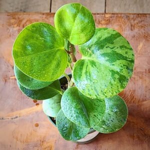 Close-up of Peperomia Marble showing creamy marbled variegation on glossy green foliage – exact plant available from Rare Root Plant Co.