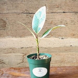 Tineke Rubber Tree with broad glossy green and creamy white variegated leaves – exact plant from Rare Root Plant Co.