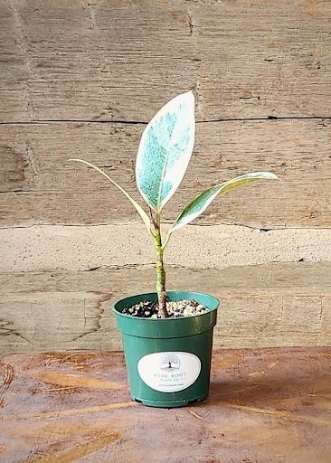 Tineke Rubber Tree with broad glossy green and creamy white variegated leaves – exact plant from Rare Root Plant Co.