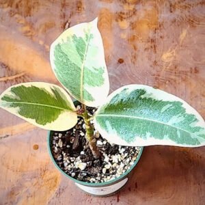 Close-up of Tineke Rubber Tree showing cream and green variegation with soft pink tones in newer foliage – exact plant available from Rare Root Plant Co.