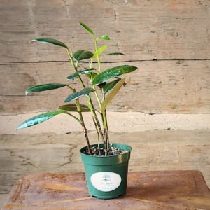 Burgundy Rubber Tree with large glossy deep green and burgundy foliage in nursery pot – exact plant from Rare Root Plant Co.