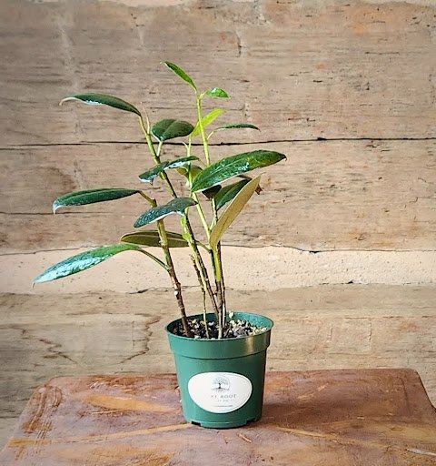 Burgundy Rubber Tree with large glossy deep green and burgundy foliage in nursery pot – exact plant from Rare Root Plant Co.