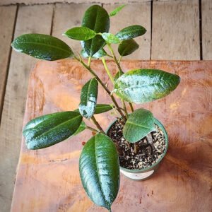 Close-up of Burgundy Rubber Tree showing rich dark burgundy and deep green glossy leaves – exact plant available from Rare Root Plant Co.