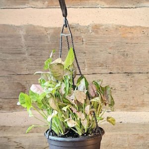 Berry Allusion Arrowhead Plant with soft green leaves, rosy pink tones and pink veining – exact plant from Rare Root Plant Co.