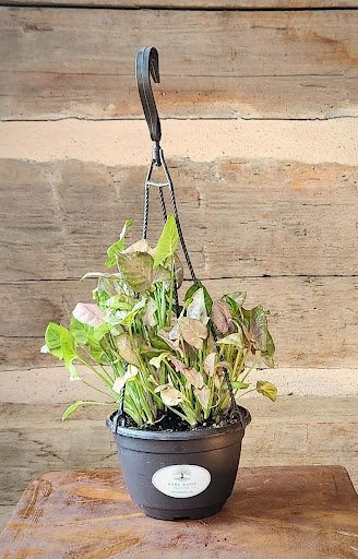 Berry Allusion Arrowhead Plant with soft green leaves, rosy pink tones and pink veining – exact plant from Rare Root Plant Co.