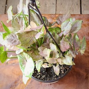 Close-up of Berry Allusion Arrowhead Plant showing green foliage with soft pink coloration and deeper pink veins – exact plant available from Rare Root Plant Co.