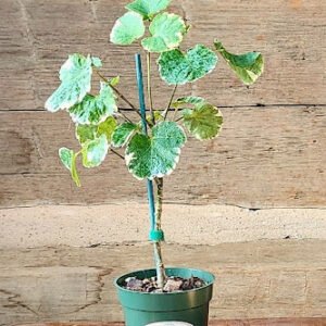 Balfour Aralia with glossy rounded green foliage and upright woody stems – exact plant from Rare Root Plant Co.